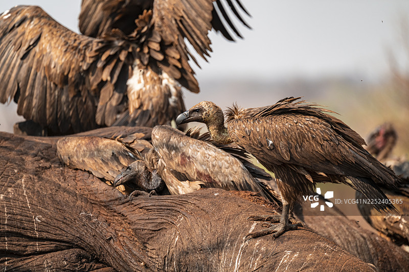 许多白背兀鹫（Gyps africanus），兀鹫正在啃食一头大象的尸体，阴森的食腐动物，伊哈哈，乔贝国家公园，博茨瓦纳图片素材