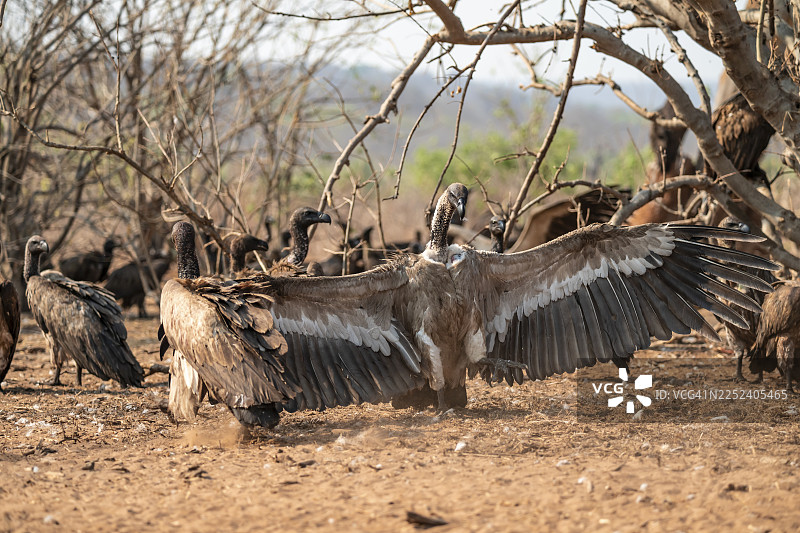 白背兀鹫（Gyps africanus），博茨瓦纳乔贝国家公园伊哈哈图片素材