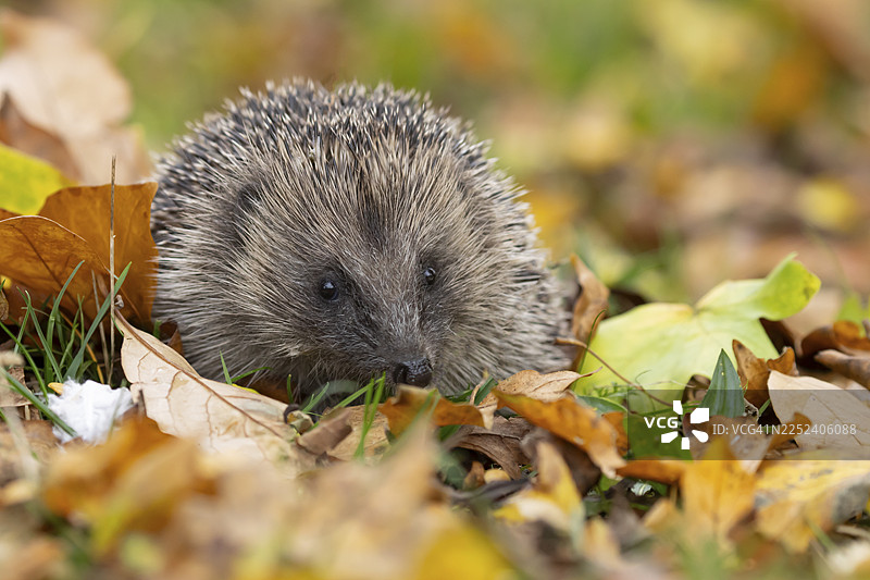 欧洲刺猬（Erinaceus europaeus）成体在英国英格兰的花园草坪上，落满秋叶图片素材