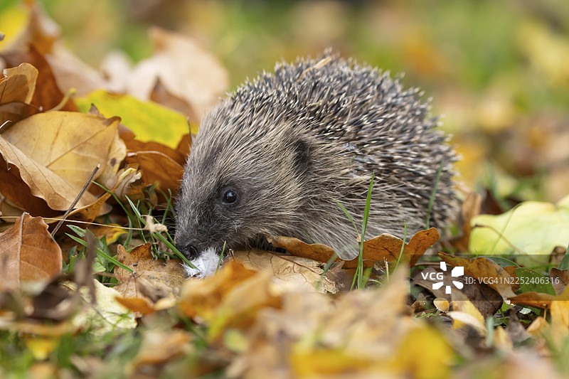 欧洲刺猬（Erinaceus europaeus）成体在英国英格兰花园草坪的落叶上图片素材