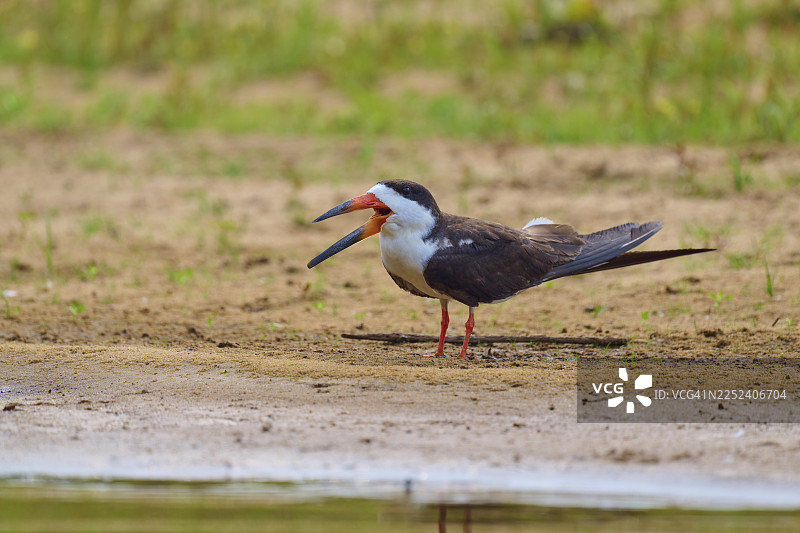 一只张着嘴的黑顶剪嘴鸥（Rynchops niger）放松地站在沙岸上，位于巴西马托格罗索州黑河潘塔纳尔生物圈保护区（联合国教科文组织）。图片素材