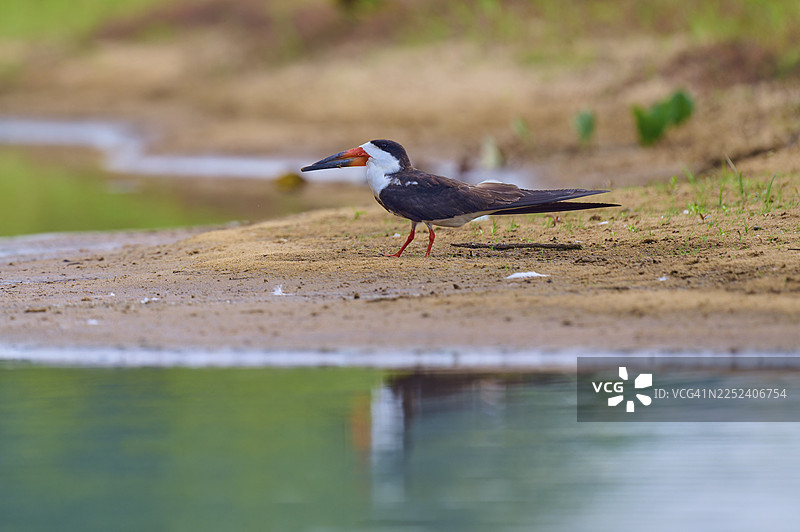 一只黑翅燕鸥（Rynchops niger）栖息在水边，周围是宁静的自然风光，位于巴西马托格罗索州黑河潘塔纳尔联合国教科文组织生物圈保护区。图片素材