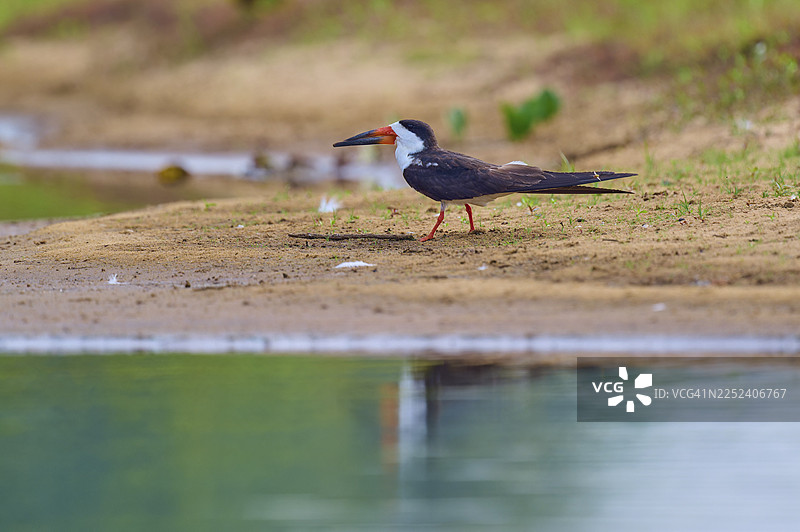 一只黑纹掠鸟（Rynchops niger）站立在水边，气氛平静，背景自然，位于巴西马托格罗索州黑河流域的泛滥平原，这是联合国教科文组织生物圈保护区。图片素材