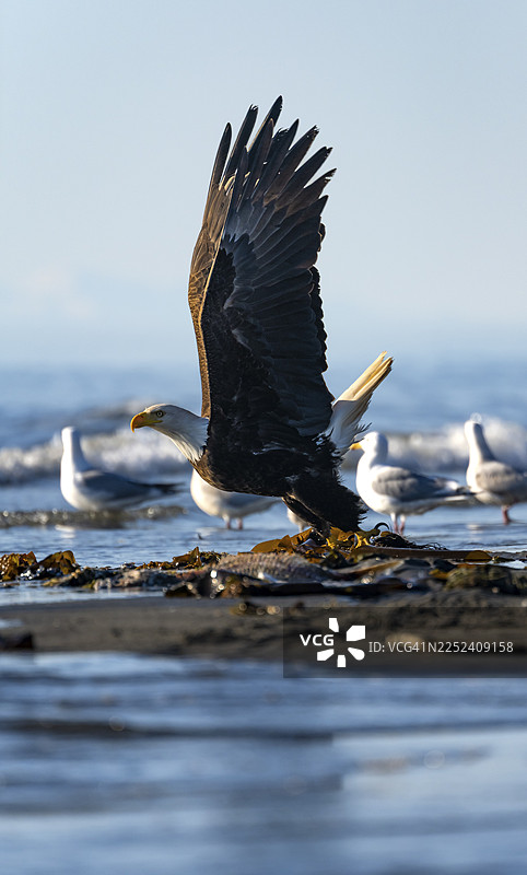 白头海雕（Haliaeetus leucocephalus）在阿拉斯加州锚点、库克湾、锚河州立娱乐区的起飞瞬间图片素材