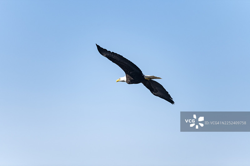 一只白头海雕（Haliaeetus leucocephalus）在阿拉斯加州库克湾安克雷奇角的安克雷奇河州立娱乐区上空飞翔图片素材