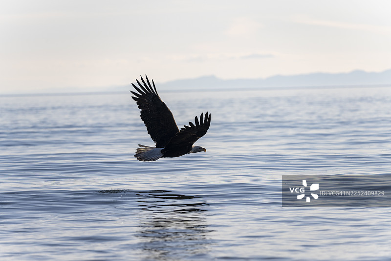 白头海雕（Haliaeetus leucocephalus）在海上飞行，位于美国阿拉斯加州库克湾的锚点，锚河州立娱乐区图片素材