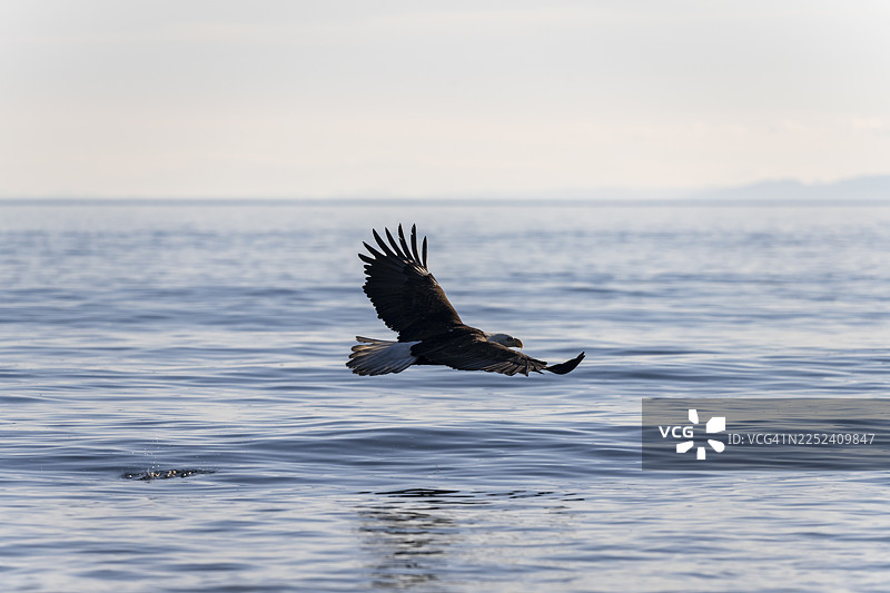 白头海雕（Haliaeetus leucocephalus）在海上飞行，位于美国阿拉斯加州库克湾的锚点，锚河州立休闲区。图片素材