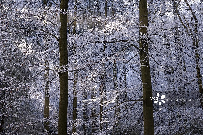 德国巴登-符腾堡州莱茵-内卡尔县科尼希斯图尔山冬季森林，布满雾凇图片素材