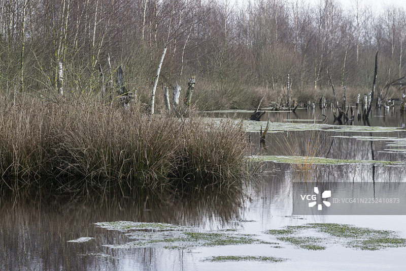 荷兰德伦特省巴尔格芬沼泽地图片素材