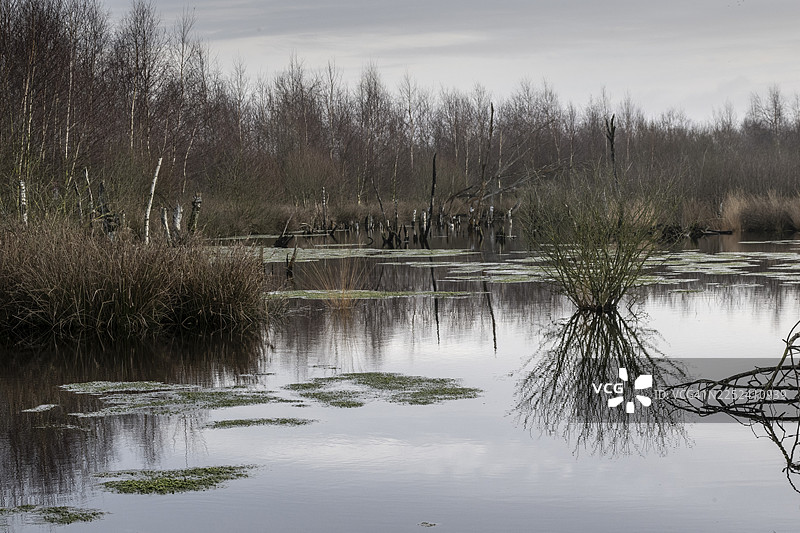 荷兰德伦特省巴格费恩沼泽地图片素材