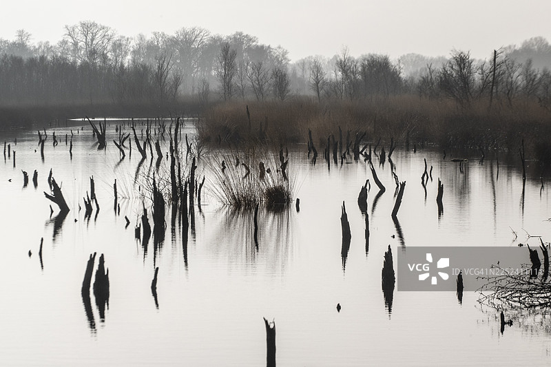 荷兰德伦特省巴尔格芬沼泽地图片素材