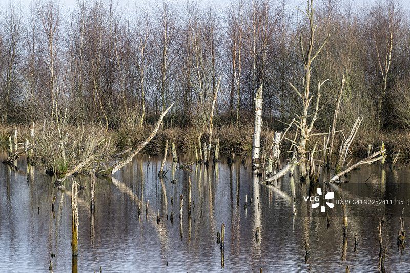 荷兰德伦特省巴尔格芬沼泽地图片素材