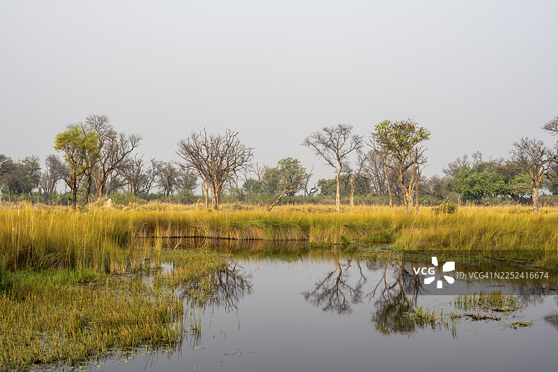 沼泽，哈卡纳卡泻湖，奥卡万戈三角洲，莫雷米野生动物保护区，博茨瓦纳图片素材