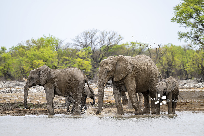 象群，动物家庭带着幼崽，非洲象（Loxodonta africana）在水坑饮水，埃托沙国家公园，纳米比亚图片素材