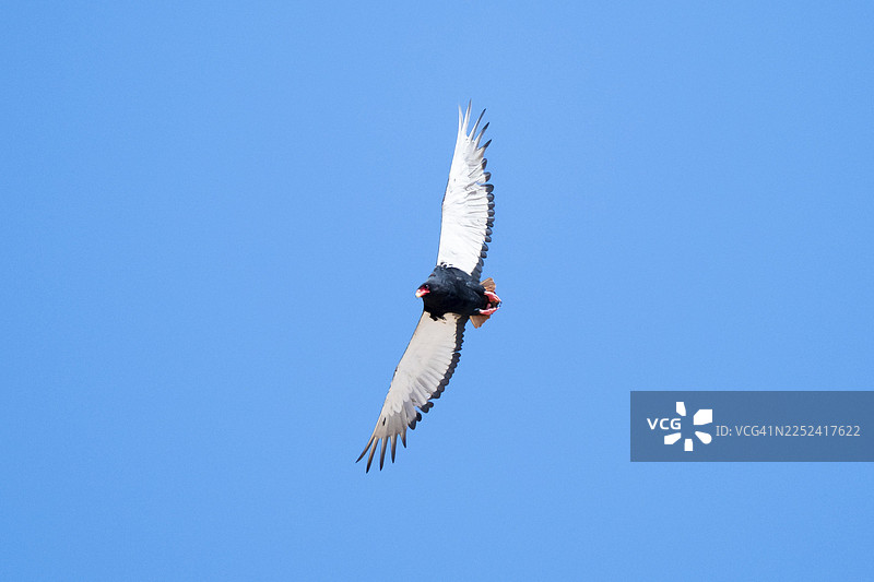蛇鹫（Terathopius ecaudatus），猛禽，在埃托沙国家公园（纳米比亚）上空飞翔图片素材