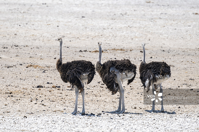 有趣的，三只雄性鸵鸟（Struthio camelus）在纳米比亚埃托沙国家公园的稀树草原上奔跑图片素材