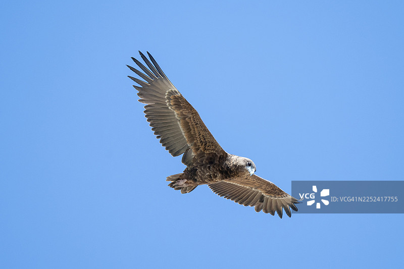 草原雕（Aquila rapax），猛禽，在纳米比亚埃托沙国家公园飞行图片素材