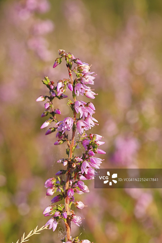 石楠花（欧石楠），石楠，特鲁帕赫海德自然保护区，锡根，北莱茵-威斯特法伦州，德国图片素材