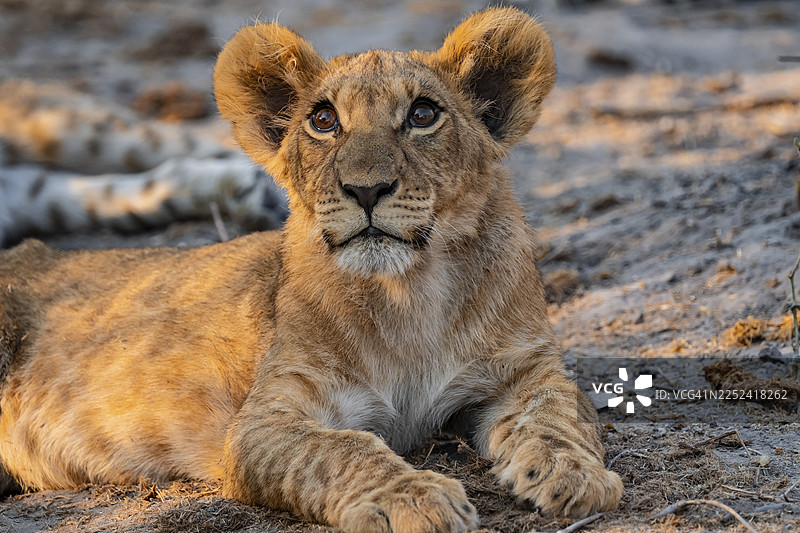 幼狮（非洲狮）躺卧，博茨瓦纳乔贝国家公园萨武蒂地区图片素材
