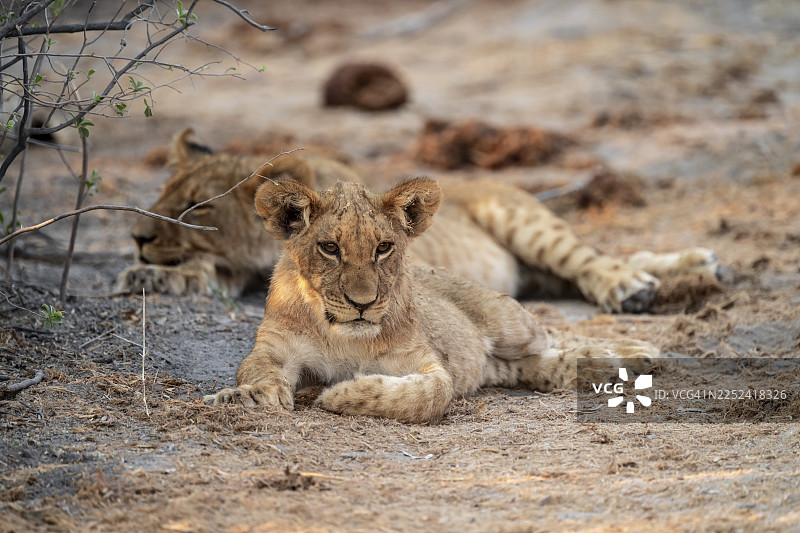 幼狮（豹属）摄于博茨瓦纳乔贝国家公园的萨武蒂图片素材