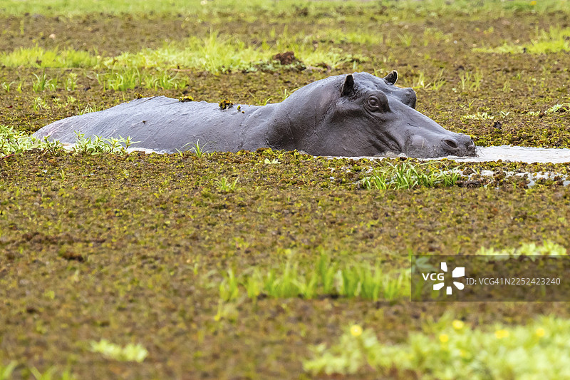 河马（Hippopotamus amphibius）藏身于博茨瓦纳莫雷米禁猎区奥卡万戈三角洲的扎卡纳卡湿地中图片素材