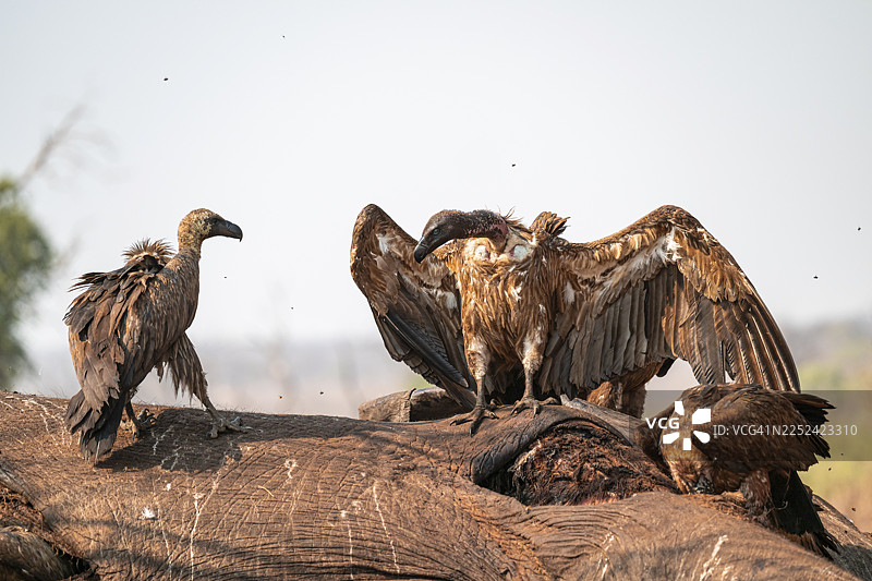 许多白背兀鹫(Gyps africanus)在非洲象的尸体上觅食,这些可怕的食腐动物位于博茨瓦纳乔贝国家公园的伊哈哈地区。图片素材