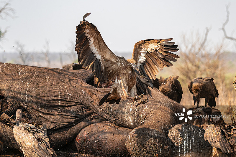 许多白背兀鹫(Gyps africanus),兀鹫正在分食大象的尸体,阴森恐怖的食腐动物,伊哈哈,乔贝国家公园,博茨瓦纳图片素材