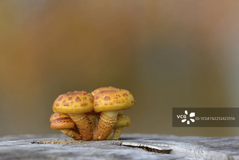 秋季森林中的金盖鳞伞（Pholiota aurivella），位于德国北莱茵-威斯特法伦州阿恩斯贝格森林自然公园。图片素材