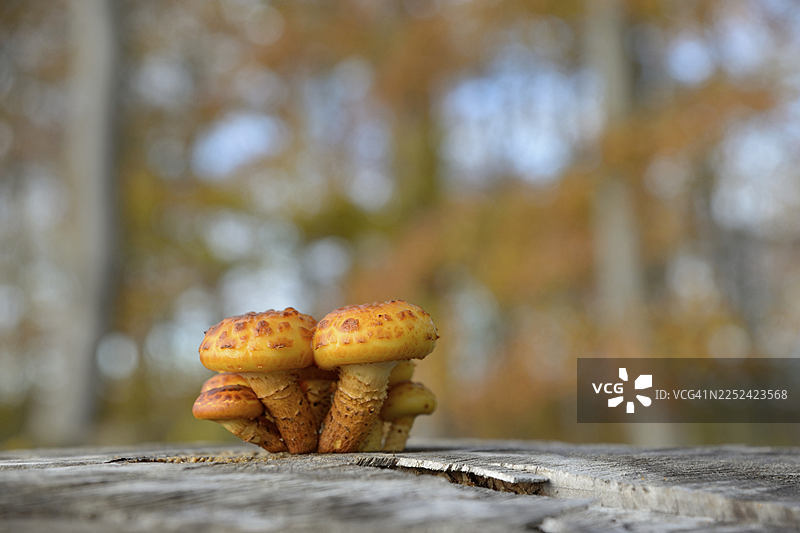 秋季森林中的金鳞盾菇（Pholiota aurivella），德国北莱茵-威斯特法伦州阿恩斯贝格森林自然公园图片素材