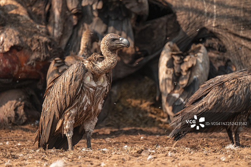 许多白背兀鹫（Gyps africanus），兀鹫正在啃食一头大象的尸体，阴森的食腐动物，伊哈哈，乔贝国家公园，博茨瓦纳图片素材