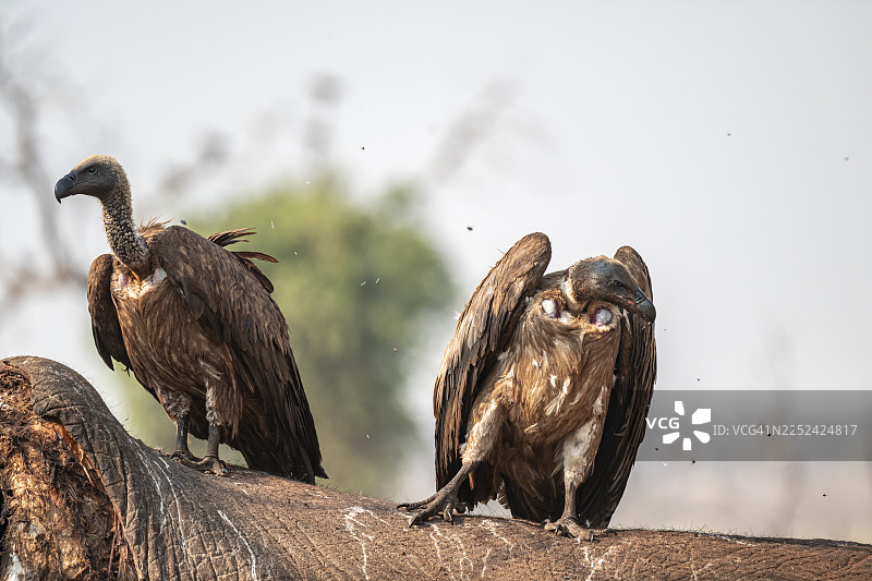 许多白背兀鹫（Gyps africanus），兀鹫正在啃食一头大象的尸体，恐怖的食腐动物，伊哈哈，乔贝国家公园，博茨瓦纳图片素材