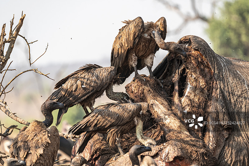 许多白背兀鹫（Gyps africanus），兀鹫正在以一头大象的尸体为食，阴森的食腐动物，伊哈哈，乔贝国家公园，博茨瓦纳图片素材