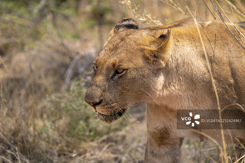 狮子（豹属），哈卡纳卡，莫雷米野生动物保护区，博茨瓦纳图片素材