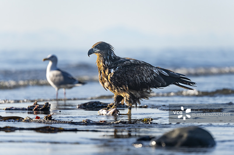 白头海雕（Haliaeetus leucocephalus）在海滩上捕获猎物，位于美国阿拉斯加州库克湾的锚点，锚河州立休闲区。图片素材
