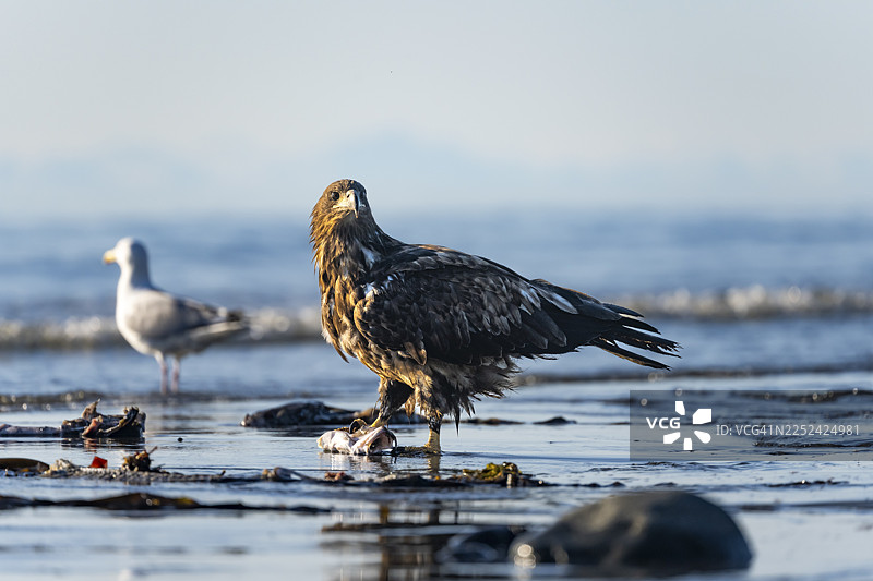白头海雕（Haliaeetus leucocephalus）在海滩上捕食猎物，地点为美国阿拉斯加州库克湾的锚点和锚河州立休闲区。图片素材