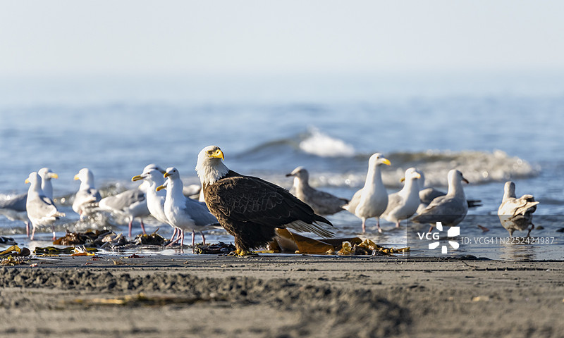 白头海雕（Haliaeetus leucocephalus）栖息在海滩上，周围有海鸥，位于美国阿拉斯加州库克湾的锚点和锚河州立娱乐区。图片素材