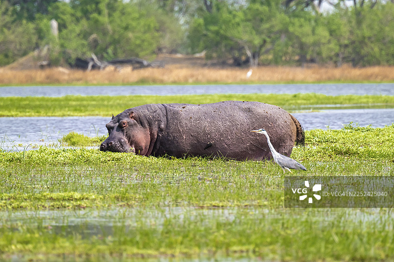 河马（Hippopotamus amphibius）藏身于博茨瓦纳莫雷米保护区奥卡万戈三角洲的扎卡纳克萨沼泽中图片素材