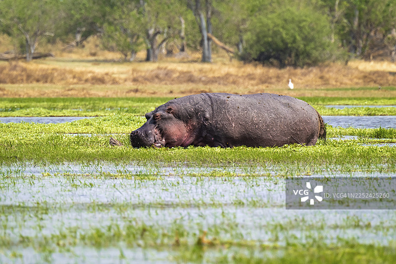 河马（Hippopotamus amphibius）藏身于博茨瓦纳莫雷米禁猎区奥卡万戈三角洲的卡卡纳克萨沼泽中图片素材