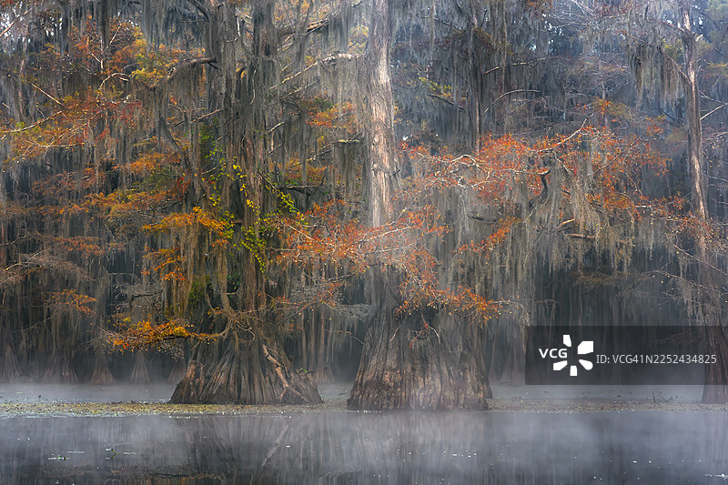 卡多柏树图片素材