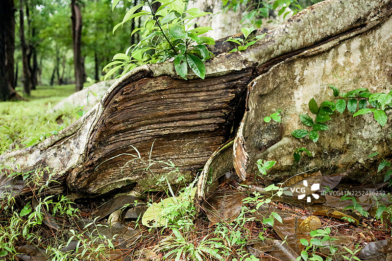 在越南中部种植的龙脑香科热带树木图片素材