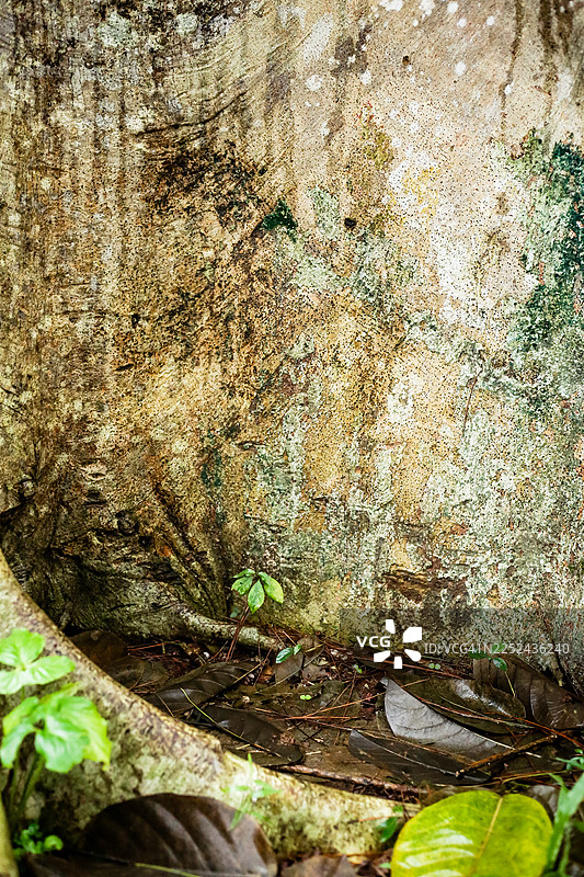 生长在中越的龙脑香科热带树木图片素材