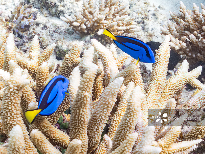蓝唐王鱼,俗称“尼莫”的蓝唐王鱼,幼鱼;橙斑锉鳞鱼,俗称橙斑锉鳞鱼;冲绳县的嘉手纳岛,一群热带鱼;美丽的珊瑚礁和游泳的人们;座间味岛。图片素材