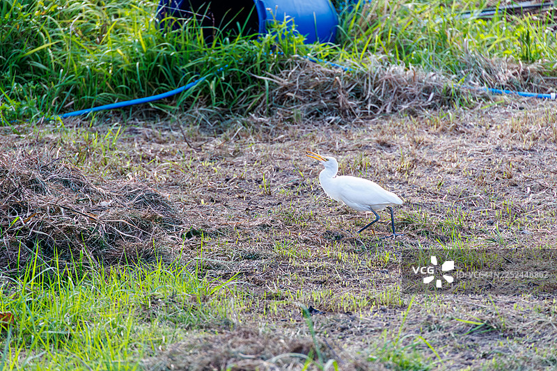 牛背鹭,学名“Bubulcus ibis”,拍摄于冲绳的菜单滨海滩、阿嘉岛。这是一个热带天堂般的偏远岛屿,属于庆良间群岛,岛尻郡,拍摄于2025年。图片素材