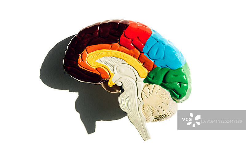 描绘神经科学、认知、学习和记忆的大脑区域彩色模型。图片素材