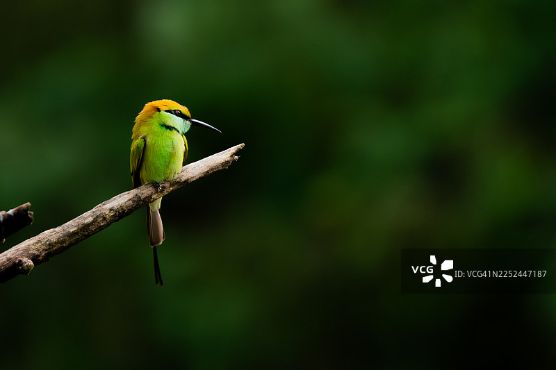 特写镜头，一只绿喉蜂虎停在树枝上，背景为深绿色图片素材