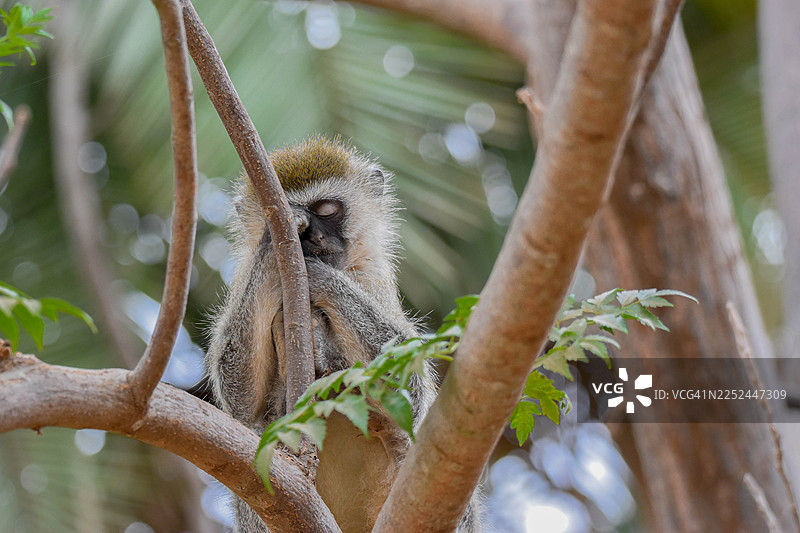 一只睡着的绿猴特写，它依偎在树上，与自然栖息地融为一体图片素材