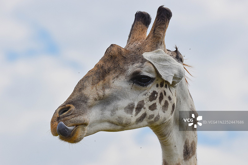 特写一只长颈鹿，它伸出舌头，背景是多云的天空，展示了其独特的斑纹和富有表现力的特征图片素材