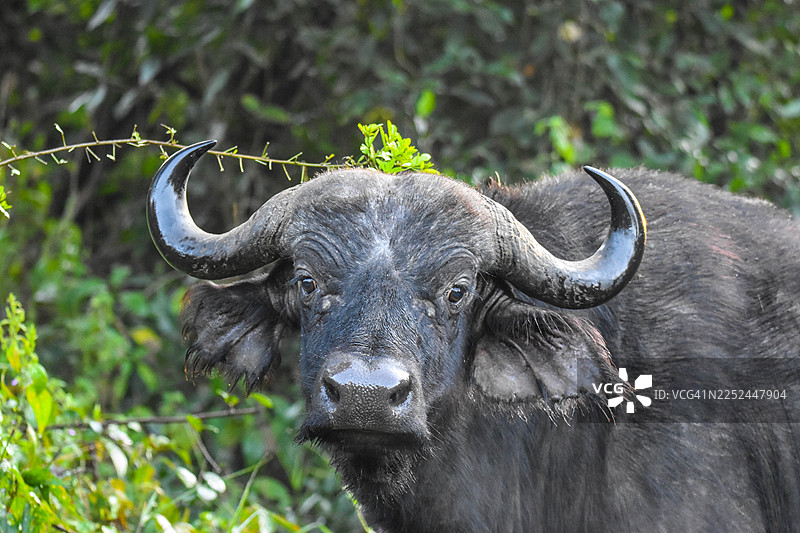 非洲栖息地中，一只强壮的非洲水牛的特写肖像图片素材