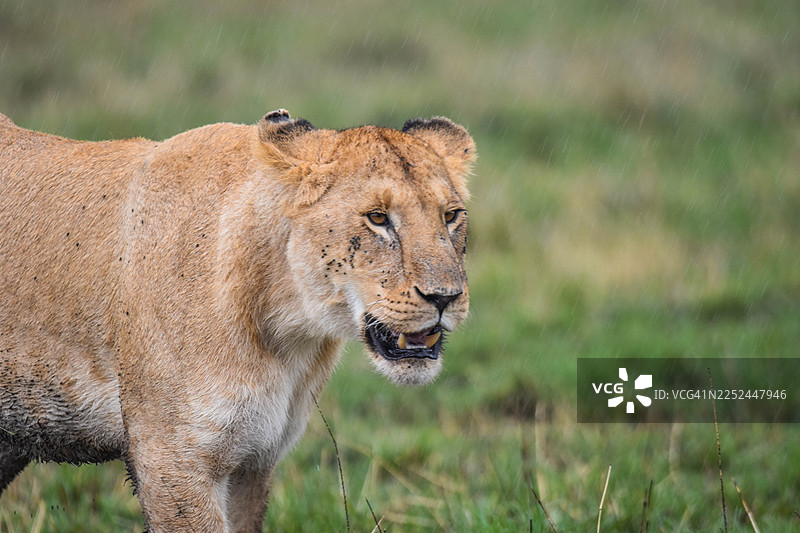 近距离拍摄一只雌狮站在雨中草地上的画面图片素材