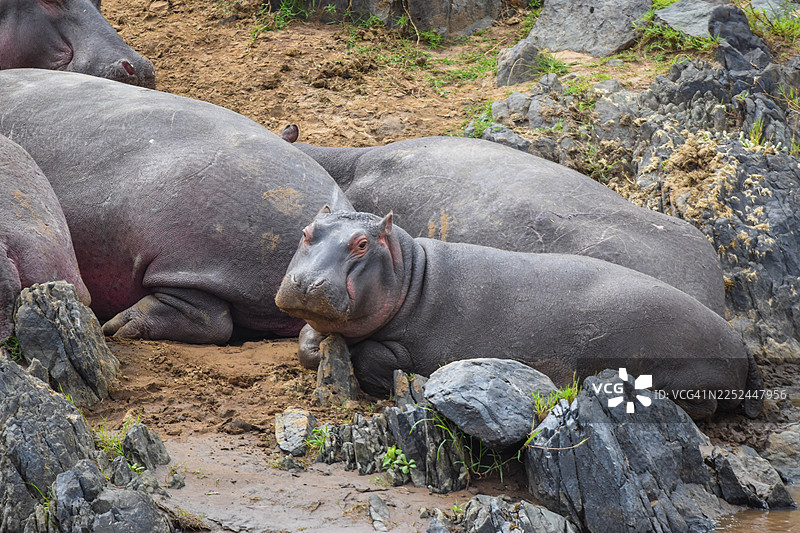 一群河马在布满岩石的河岸边的泥泞地面上休息图片素材